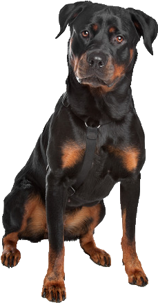 Beds And Collars For Rottweilers - Rottweiler Transparent (365x548), Png Download