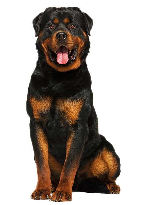 royal canin rottweiler 12kg