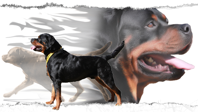 Rottweiler Breeders In Maryland,virginia, Washington - Dog (694x393), Png Download