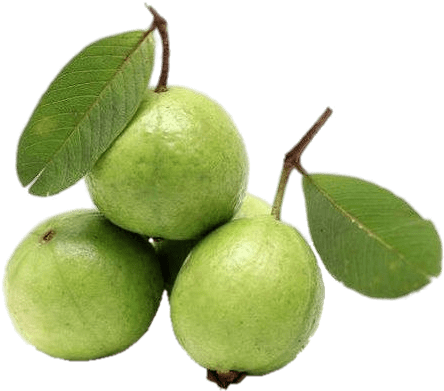 Fruits - 5 Guava (500x500), Png Download