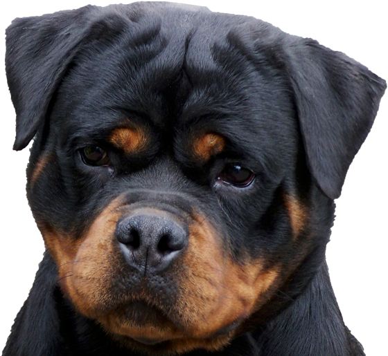 Von Zennith German Rottweiler Breeder - Rottweiler Puppies For Sale Sydney (600x533), Png Download