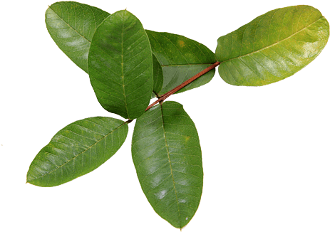 Guava Leaf - Guava Tree Leaves Png (500x500), Png Download