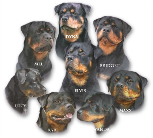 Falcon Crest Rottweilers - Rottweiler (519x440), Png Download