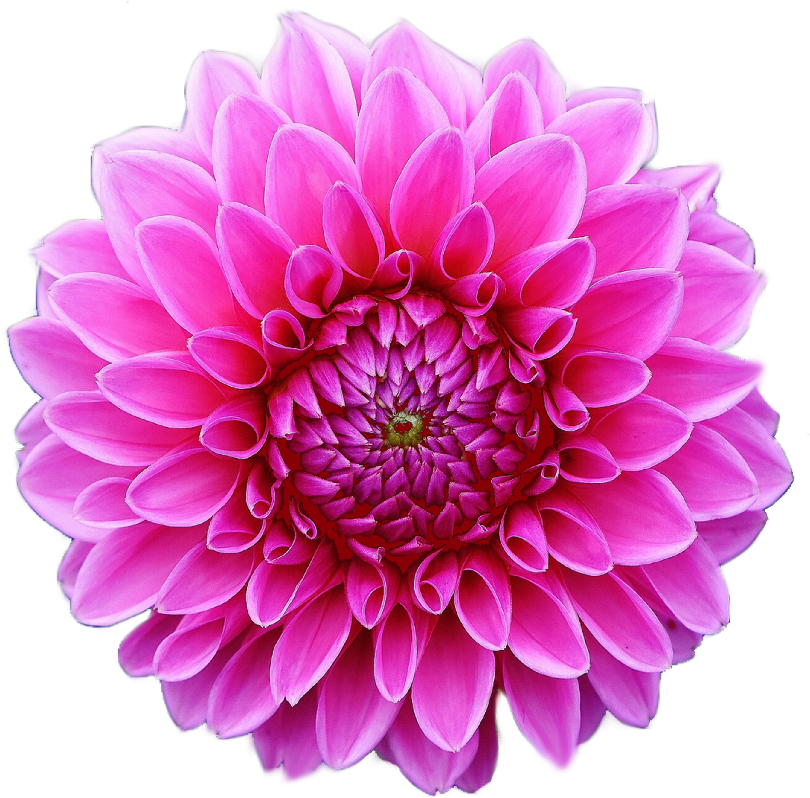 Clip Art Image Of A Pink Dahlia Flower In Full Bloom - Blank Sketchbook.: Glossy & Soft Cover, White Blank (3100x3100), Png Download