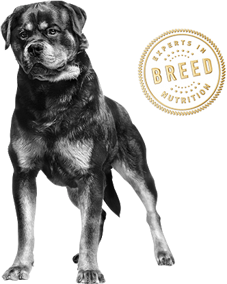 Rottweiler - Le Chien Arabe (411x454), Png Download