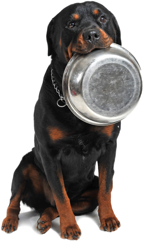 Ciotola Cane Png - Rottweilers Eating Food (633x947), Png Download