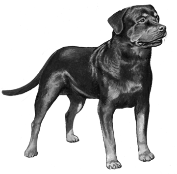 Rottweiler - B&w - Origin Of Rottweiler Dogs (450x360), Png Download