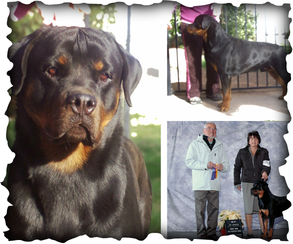 Loma Rottweilers - Ayungon Nhs (590x492), Png Download