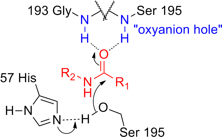 Serine Protease Oxyanion Hole - Oxyanion Hole (730x458), Png Download