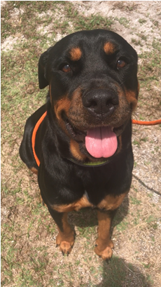 Photo Tuesday - Dobermann (870x580), Png Download