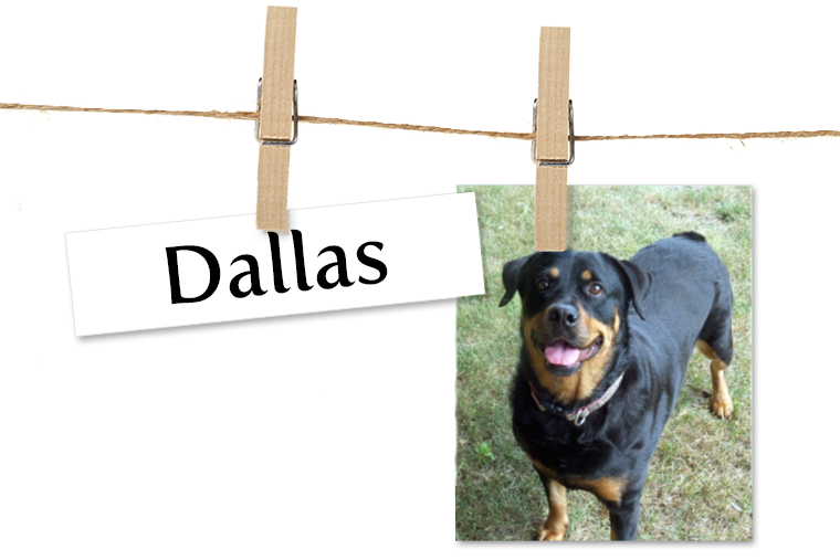 Companion Dog (760x507), Png Download