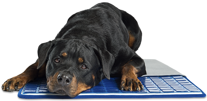 Cool Dog Png - Pet Therapeutics Theracool Gel Cell Cooling Pet Pad (800x572), Png Download