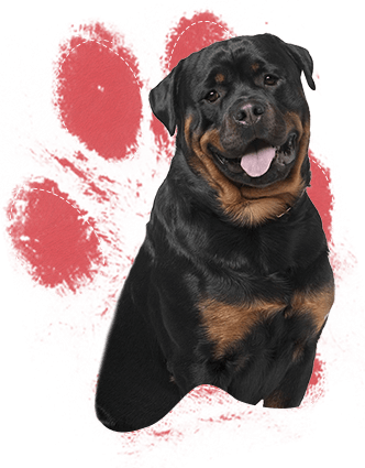 Real Dog Paw Print (332x425), Png Download