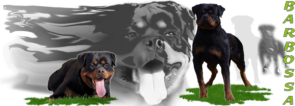 Dobermann (968x341), Png Download