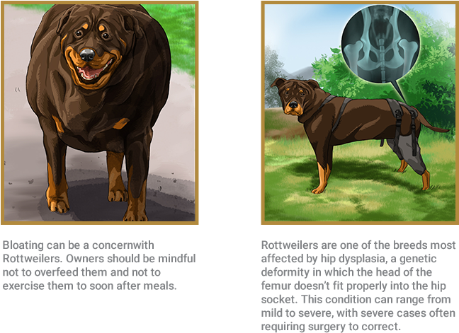 Rottweiler - Royal Canin Rottweiler (662x534), Png Download