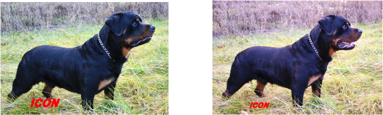 Icon Is A Pure-bred German Rottweiler With A Nice Headpiece - Rottweiler (750x225), Png Download