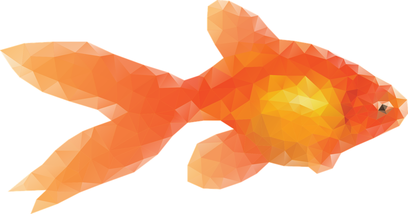 Goldfish Fish Pets Goldfish Goldfish Goldf - Goldfish Graphic (648x340), Png Download
