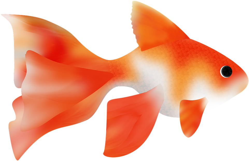 Fish,fish - Fish (500x328), Png Download