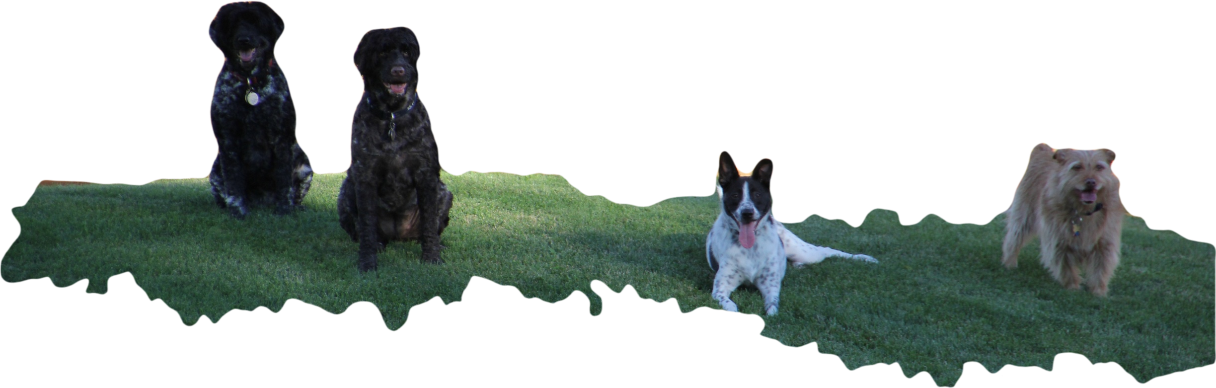 Fur Stars Pet Care Llc - Rainbow Bridge (2547x880), Png Download