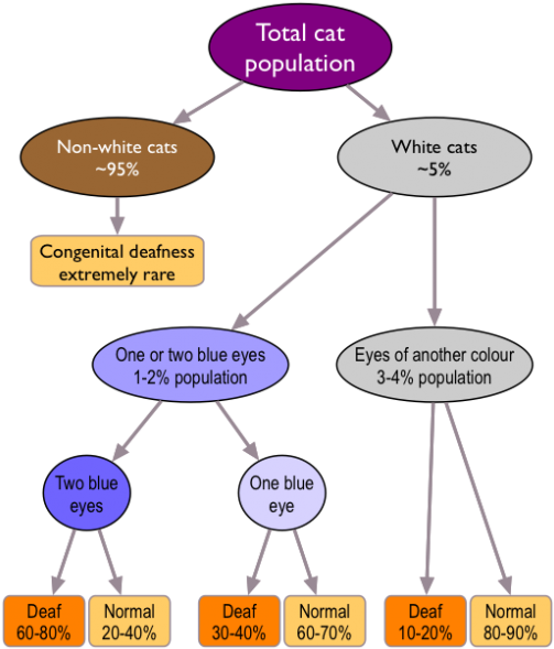 What Is The Risk Of Deafness In A White Cat - White Cats Rare (514x600), Png Download