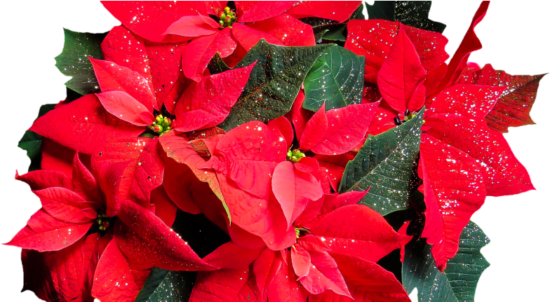 Poinsettia Fundraiser - Poinsettia Plant (895x430), Png Download