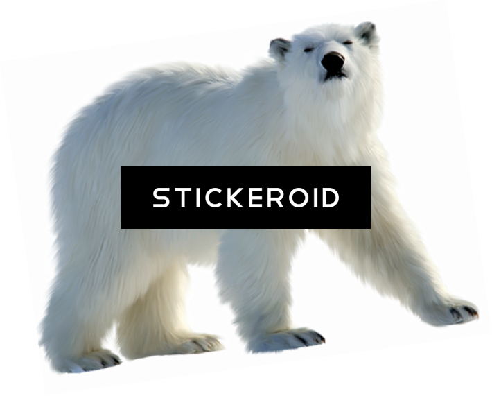 Polar White Bear - Polar Bear (710x571), Png Download
