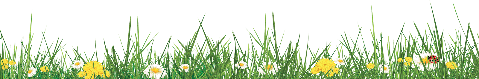 Grass (1600x533), Png Download
