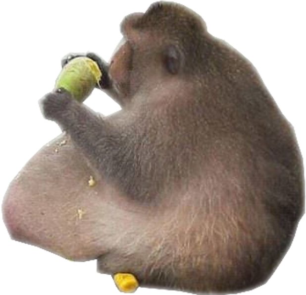 Macaco Png Et Get Pnget Colagem Macaquino Obeso - Portable Network Graphics (634x845), Png Download