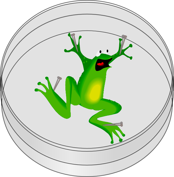 Ugly Frog Clipart Png (588x596), Png Download
