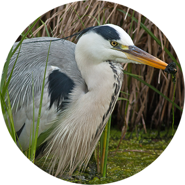 Reed Beds Provide Food And Nesting For The Little Bittern, - Heron (606x606), Png Download