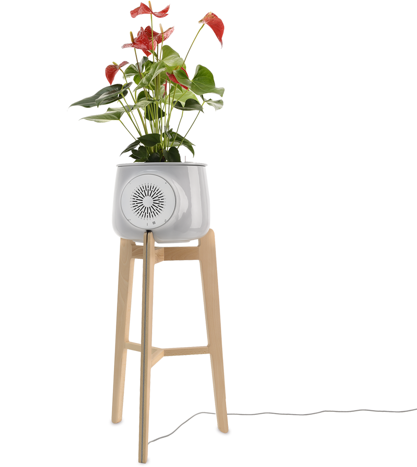 Clairy Nature Tripod - Poinsettia (1080x1080), Png Download