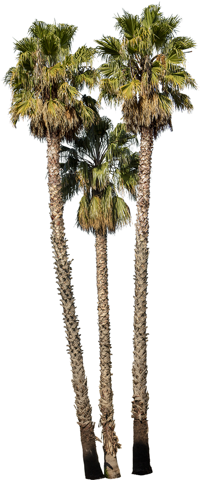 Washingtonia Robusta Group Ii - Mexican Fan Palm (417x1000), Png Download