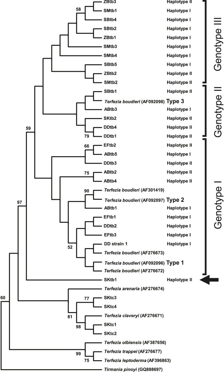 Maximum Likelihood Phylogenetic Tree Based On Internal - Phylogenetic Tree (741x1229), Png Download