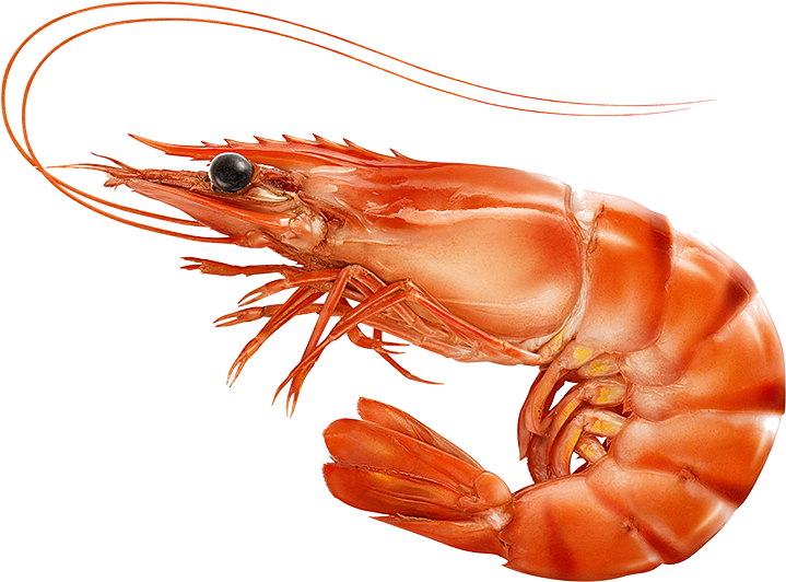 Step 1 What's Your Catch - Prawn Shutterstock (800x697), Png Download