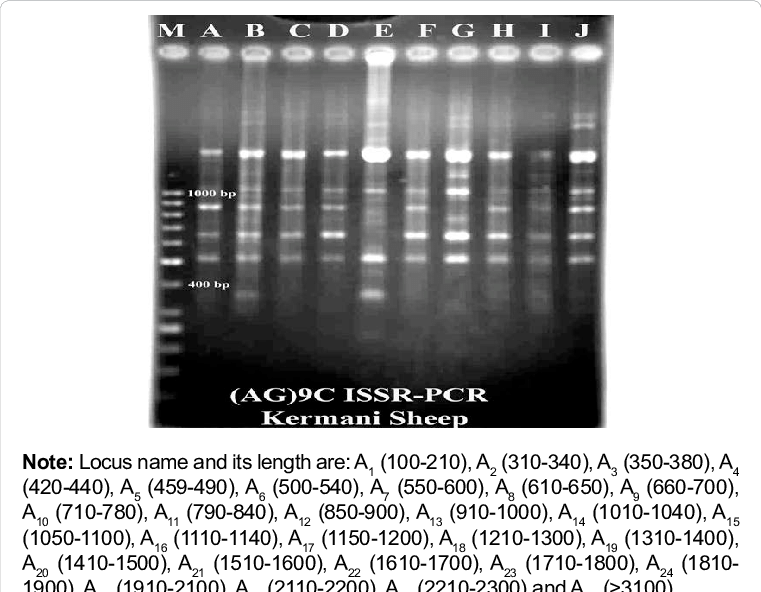 Issr Marker Profiles Of 10 Sheep Generated By 9c Primer - Poster (761x592), Png Download