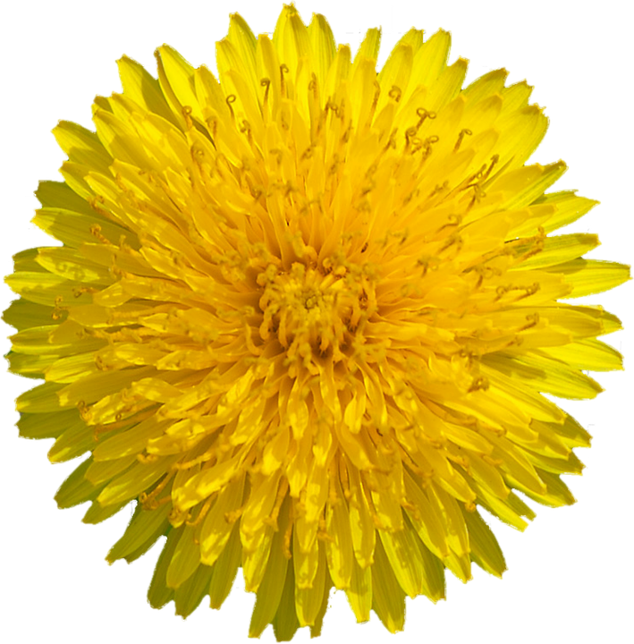 Yellow Dandelion Png Transparent Image - Gerbera Flowers Yellow (709x720), Png Download