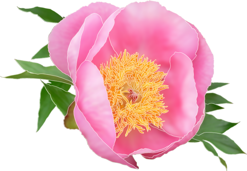 E-commerce Logo Design For A Company In United States - Common Peony (860x698), Png Download