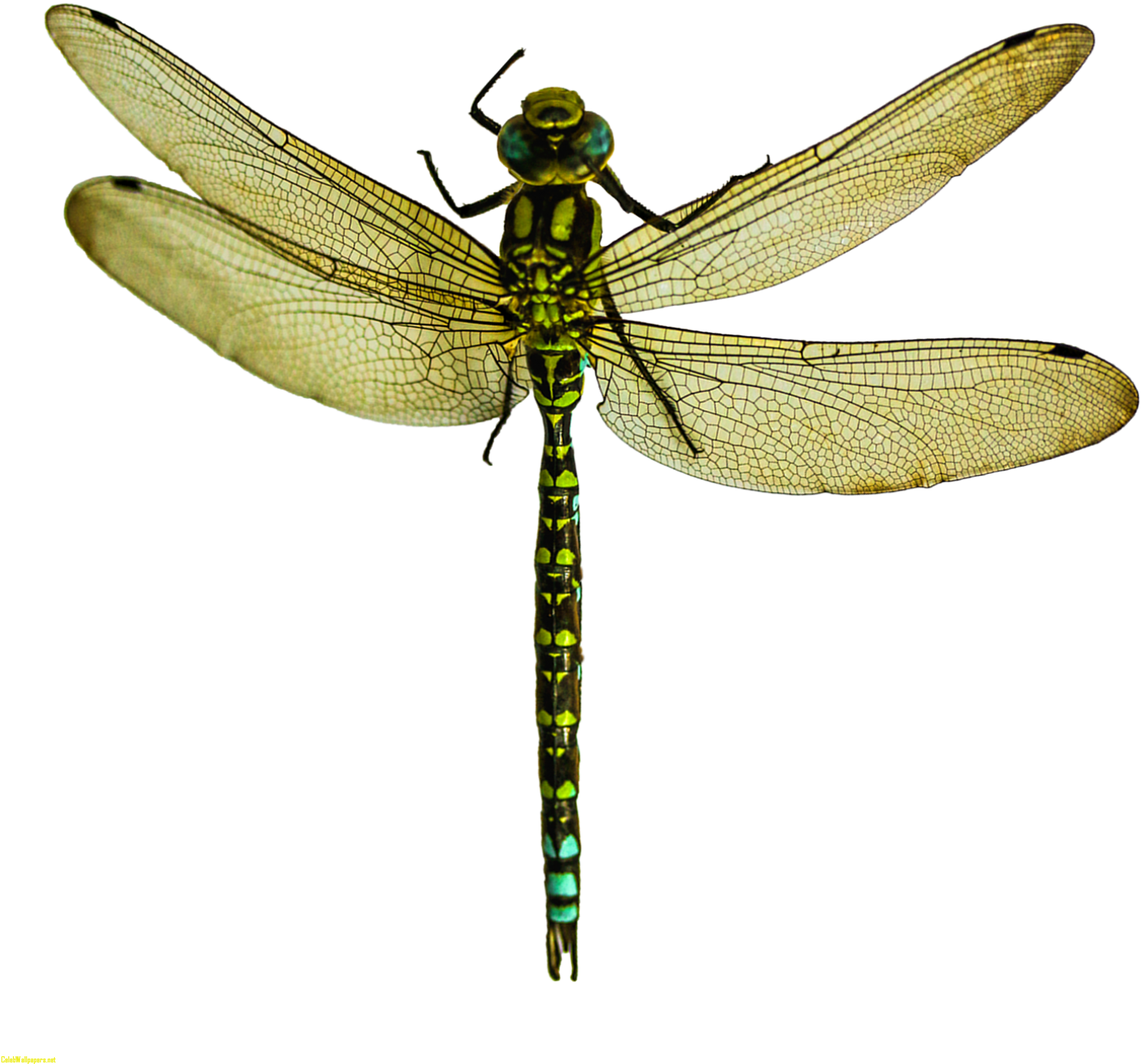 A Dragonfly Insect Wing Pterygota What Is - Dragonfly Png (1600x1455), Png Download