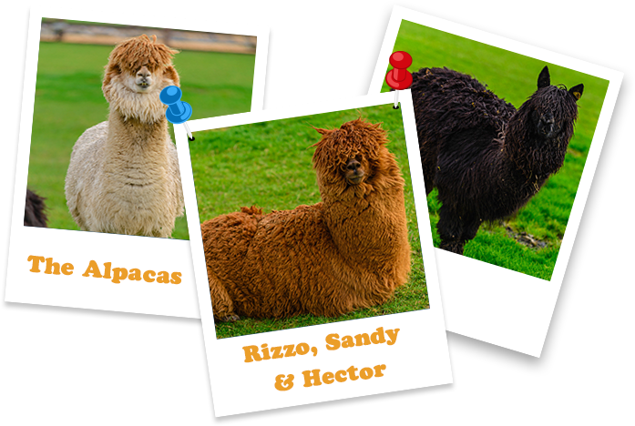 Our Open Farm Is Home To Over 20 Different Animals - Llama (697x468), Png Download