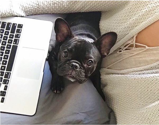 Simonethefrenchie Girls Just Wanna Have Fun Ya Know - French Bulldog (600x600), Png Download