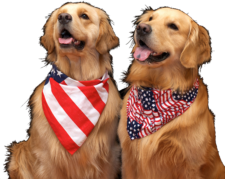 Animal Rescue Group (768x615), Png Download