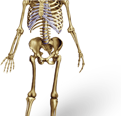 Костная система скелет. Фотографии скелета человека. Скелет человека. Bones human. Скелет человека без подписей.