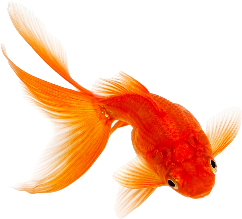 Comet Fantail Siamese Fighting Fish Pet - Transparent Background Red Fish Png (1024x768), Png Download