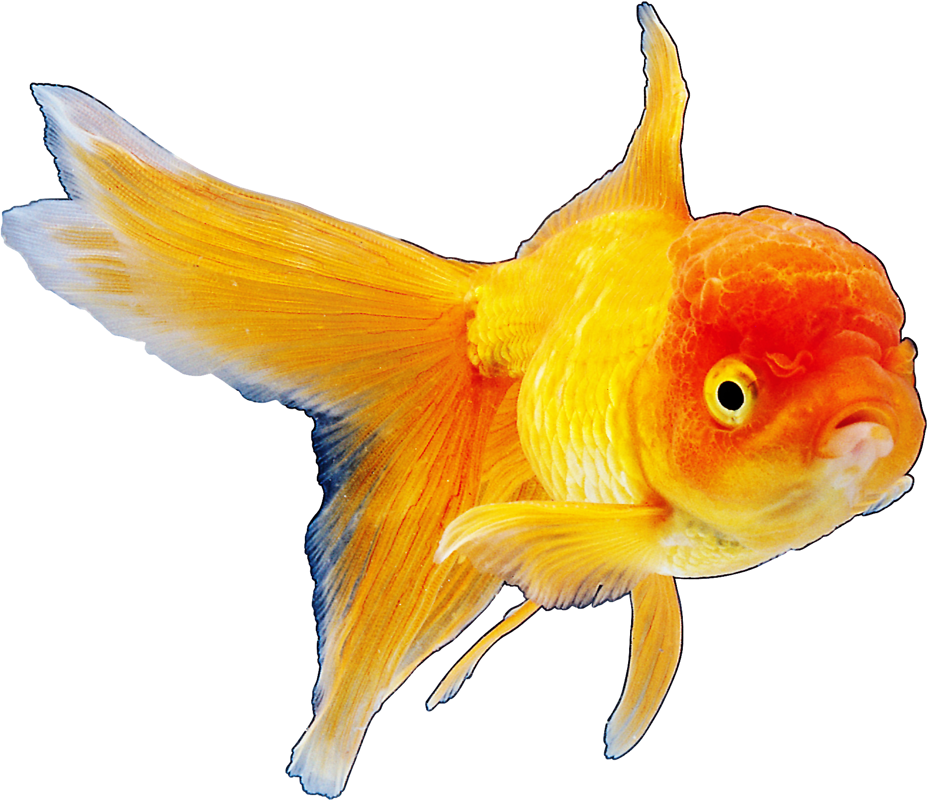 Realistic Goldfish Png Clipart Best Web Clipart - Fish (1876x1620), Png Download