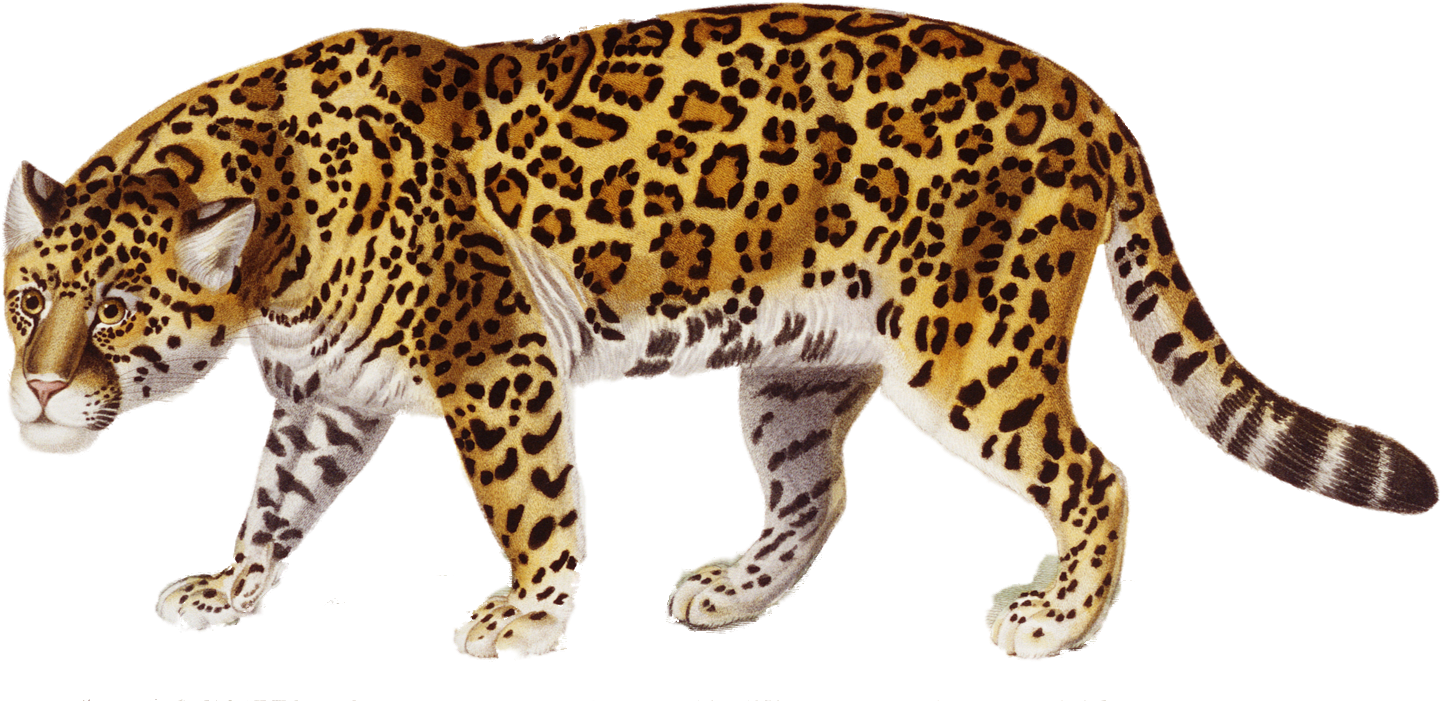 Claw Scratch Clipart Jaguar - Jaguar Png (1478x706), Png Download