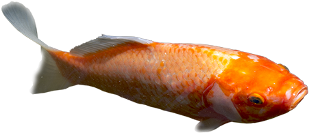 A Bright Orange Giant Goldfish Swimming Forward And - Koi Pond (450x450), Png Download
