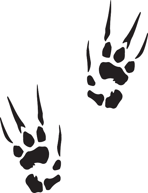 Marks, Animal, Claw, Tracks, Prints, Trail, Print, - Dragon Paw Print (489x640), Png Download