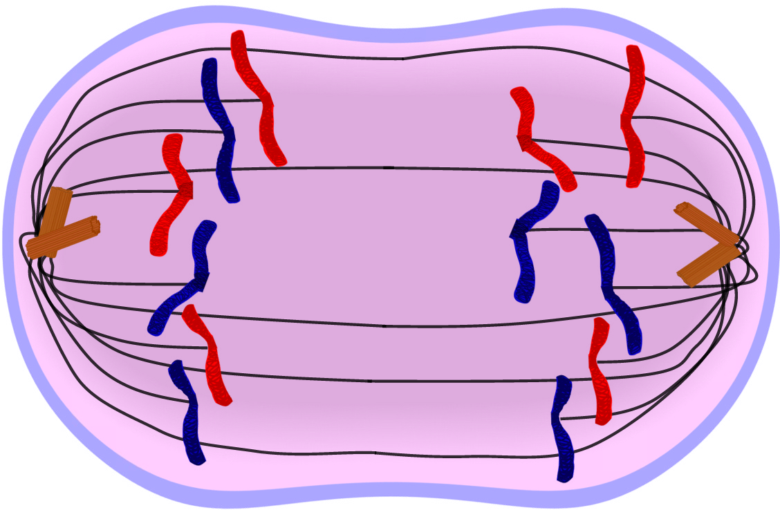 Freeuse Stock Edupic Cell Drawings Of - Cell Anaphase (1131x746), Png Download