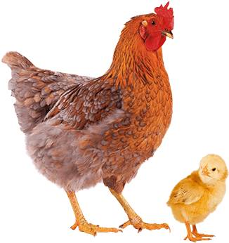 Chicken And Baby Chick - Chicken Pet (450x350), Png Download