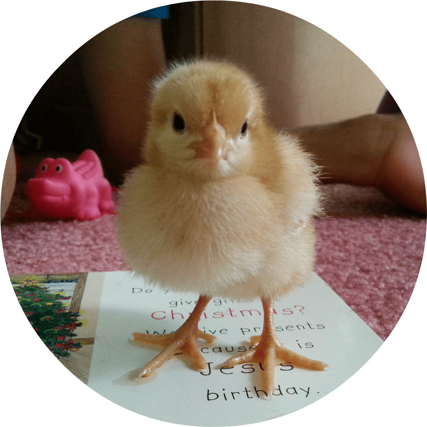 Baby Chicks And Brooder - Do It Yourself (2048x1536), Png Download